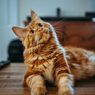 Cats